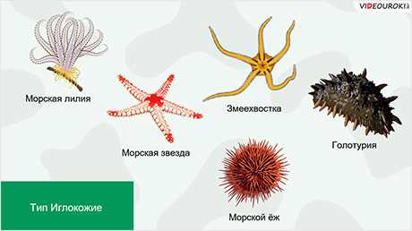 Класс Иглокожие-хищники: особенности питания и защиты