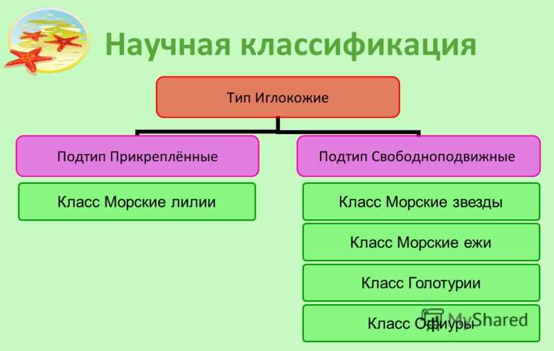 Разнообразие голотурий