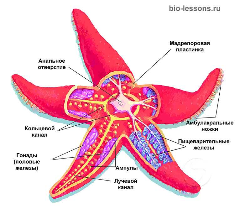 Иглокожие класс морские звезды — основные типы и характеристики