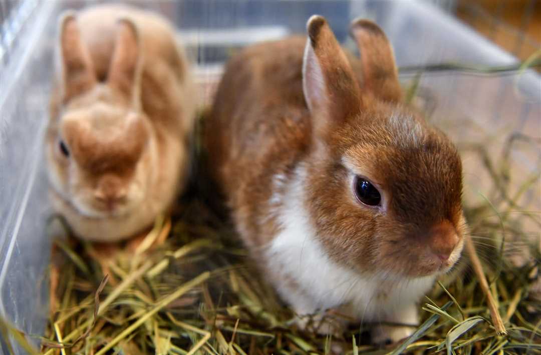 Кролик карликовый коричневый — особенности содержания и ухода – всё о породе