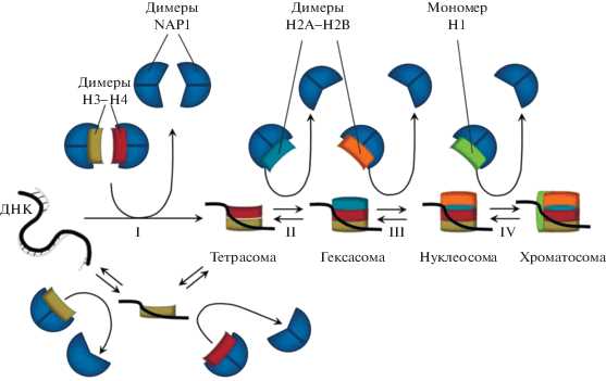 Роль гистонов в управлении структурой хроматина
