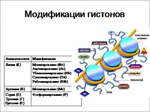 Основные классы и подклассы гистонов