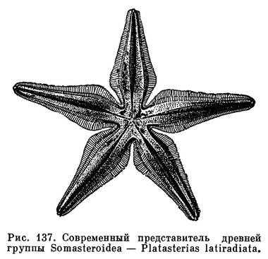 Описание и среда обитания морской звезды нардоя