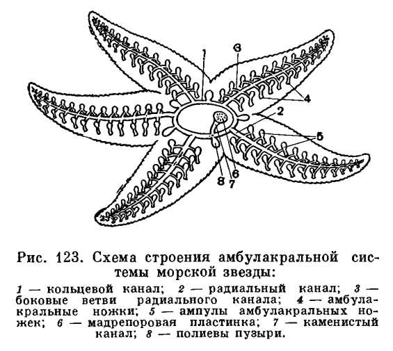 Распространение и вариации