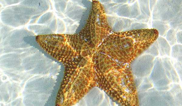 Размножение морской звезды: путем отделения от тела новых звезд
